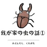 我が家の虫の話その１　カブトムシ、クワガタがやってきた→翌年の成長まで(2024/6追加)